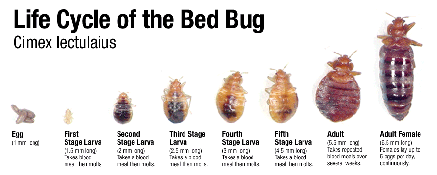 bedbugs_lifecycle.png